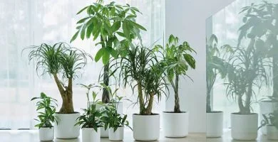 maceta grande blanca